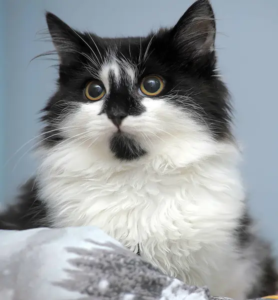 Černý Bílý Chlupatý Černou Skvrnou Tváři Nosu Kočky — Stock fotografie