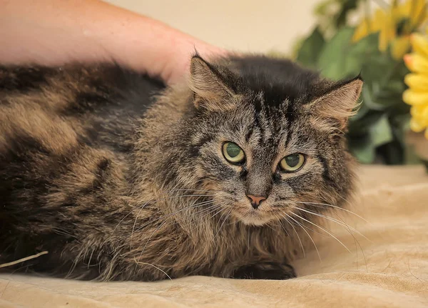 Chat Sibérien Brun Caressant Sur Canapé Gros Plan — Photo