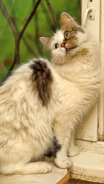 Gato Blanco Esponjoso Con Una Mancha Marrón Cara Cerca — Foto de Stock