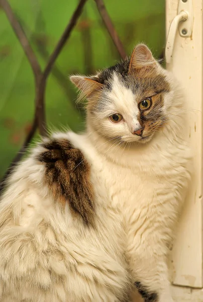 White Fluffy Cat Brown Spot Face Close — стоковое фото