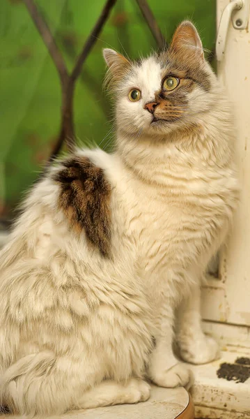 Gatto Bianco Soffice Con Una Macchia Marrone Sul Viso Vicino — Foto Stock