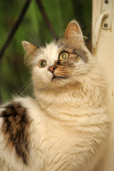 顔に茶色の斑点のある白いふわふわの猫が — ストック写真
