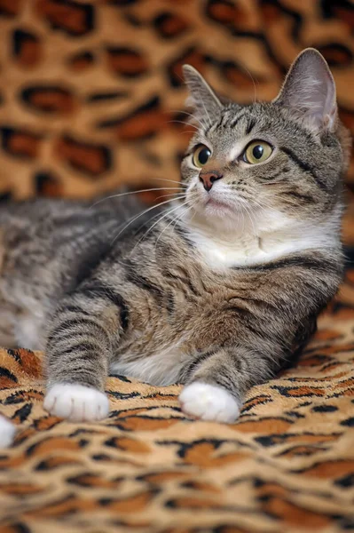 Listrado Com Patas Brancas Jovem Gato Cabelos Curtos Encontra Sofá — Fotografia de Stock