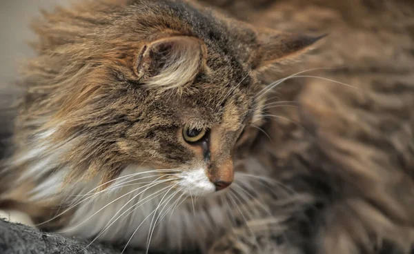 Young Siberian Brown Cat Close Portrait — Stock Photo, Image