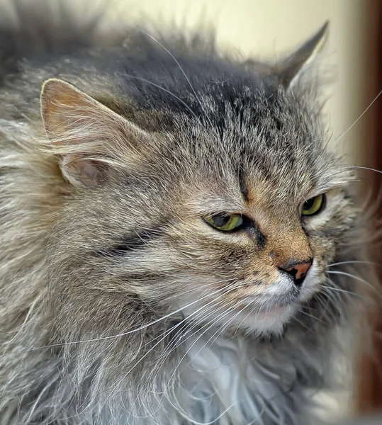 Ung Sibirisk Brun Katt Närbild Porträtt — Stockfoto