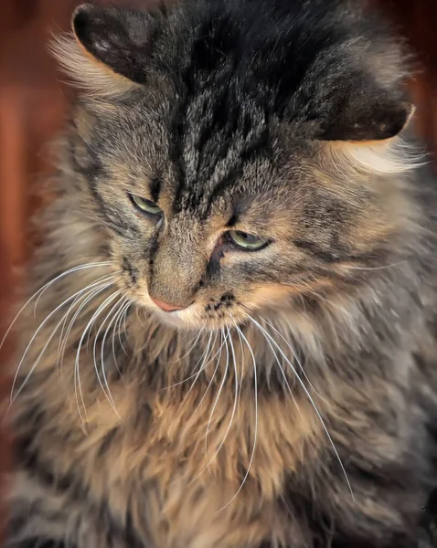 Nuori Siperian Ruskea Tabby Kissa Lähikuva — kuvapankkivalokuva
