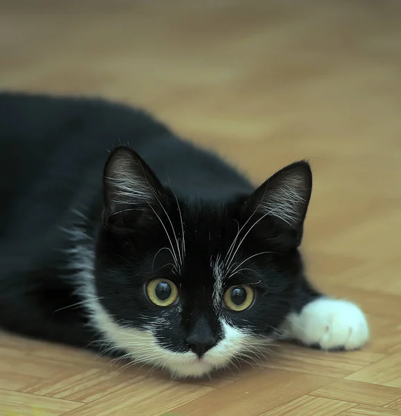 Gato Taquigráfico Europeo Blanco Negro Con Ojos Amarillos —  Fotos de Stock