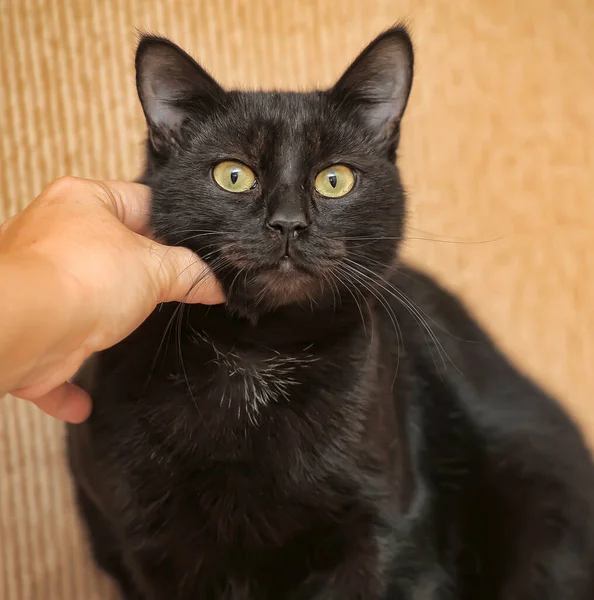 Gato Shorthair Preto Com Olhos Amarelos Com Mão Acariciando — Fotografia de Stock