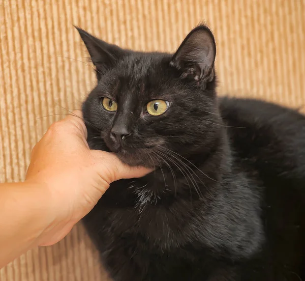 Gato Shorthair Preto Com Olhos Amarelos Com Mão Acariciando — Fotografia de Stock