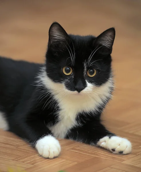 Černá Bílá Evropská Krátkosrstá Kočka Žlutýma Očima — Stock fotografie
