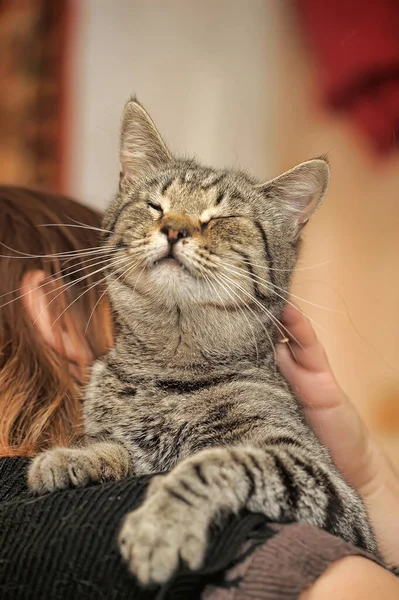 Young Brown Tabby Cat Satisfied Muzzle — Stock Photo, Image