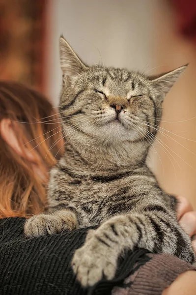 Young Brown Tabby Cat Satisfied Muzzle — Stock Photo, Image