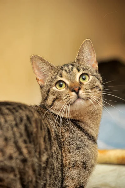 Ung Brun Tabby Katt Med Gula Ögon — Stockfoto