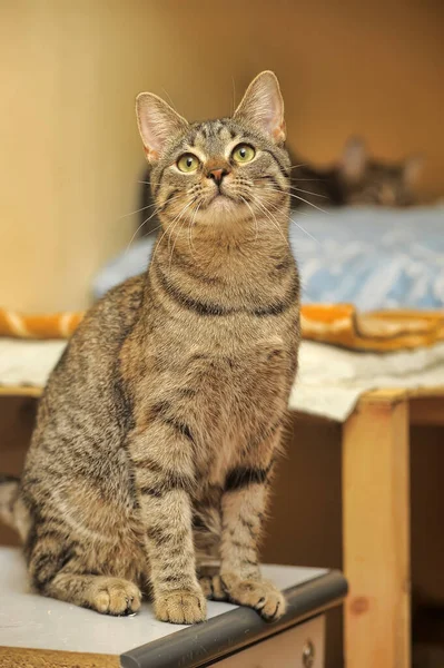 Młody Brązowy Kotek Żółtymi Oczami — Zdjęcie stockowe