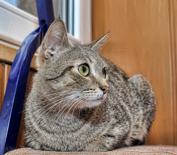 Sarı Gözlü Genç Kahverengi Tekir Kedi — Stok fotoğraf