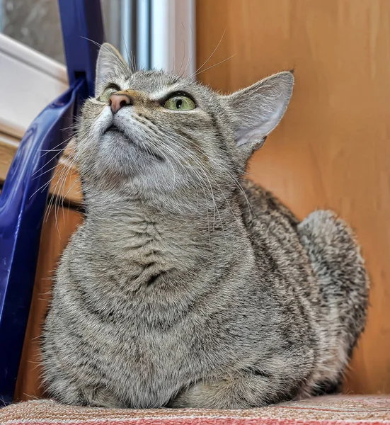 Gato Tabby Marrón Joven Con Ojos Amarillos —  Fotos de Stock