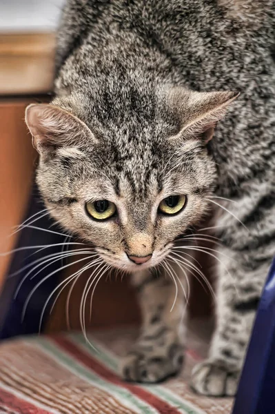 Sarı Gözlü Genç Kahverengi Tekir Kedi — Stok fotoğraf