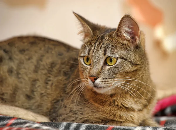 Sarı Gözlü Genç Kahverengi Tekir Kedi — Stok fotoğraf