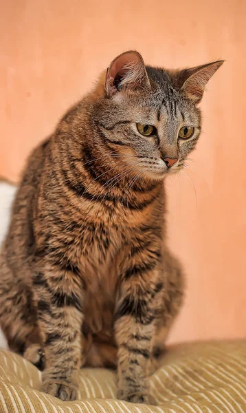 Junge Braune Gestromte Katze Mit Gelben Augen — Stockfoto