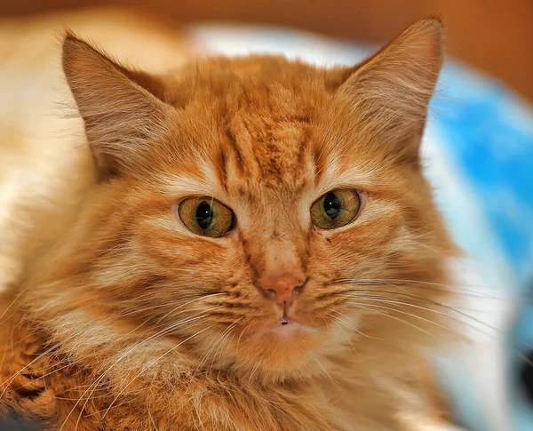 Ginger Beautiful Fluffy Tabby Cat Lies Close — Stock Photo, Image