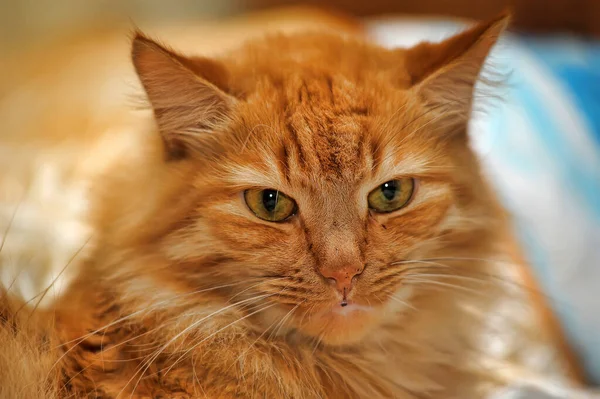Kızıl Güzel Tüylü Tekir Kedi Yakından Uzanıyor — Stok fotoğraf