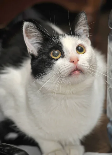 Black White European Shorthair Cat Yellow Eyes — Stock Photo, Image