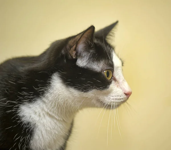 Preto Branco Europeu Shorthair Gato Com Olhos Amarelos — Fotografia de Stock