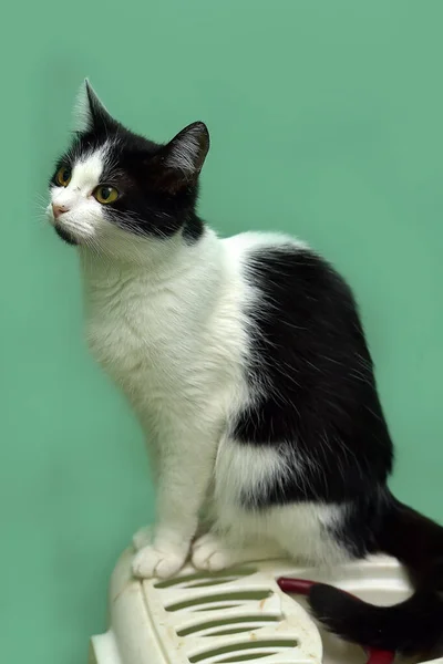 Gato Taquigráfico Europeo Blanco Negro Con Ojos Amarillos —  Fotos de Stock