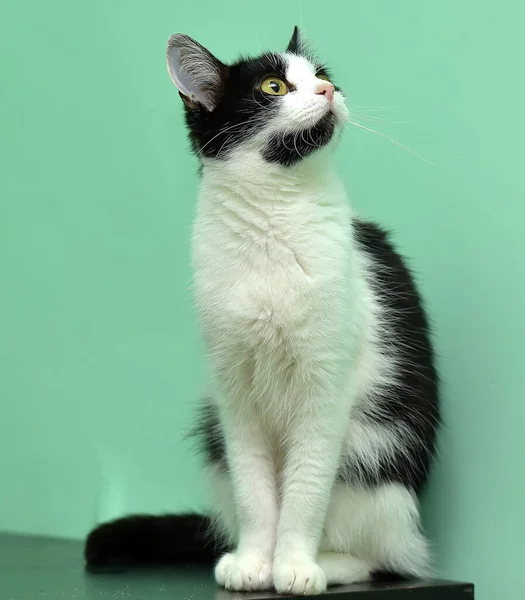 Black White European Shorthair Cat Yellow Eyes Close — Stock Photo, Image