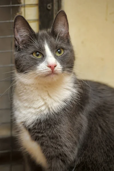 Gris Blanco Europeo Taquigrafía Gato Sentado Retrato — Foto de Stock