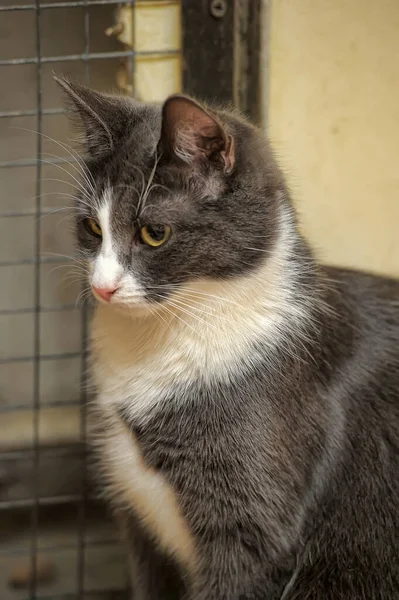 Portrait Chat Assis Poil Court Européen Gris Blanc — Photo