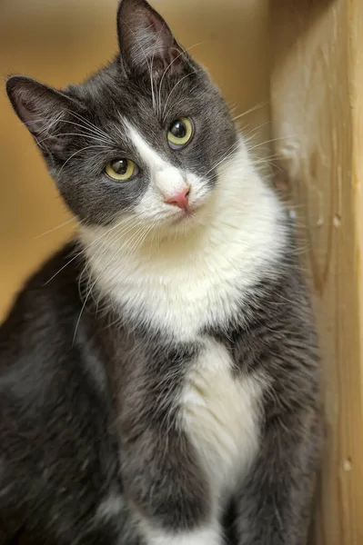 Gris Blanco Europeo Taquigrafía Gato Sentado Retrato —  Fotos de Stock