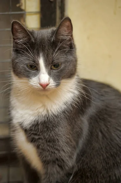 Graue Und Weiße Europäische Kurzhaarkatze Sitzend Porträt — Stockfoto