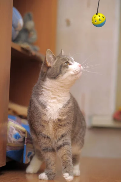 Gris Blanco Lindo Juguetón Gato Jugando Cerca — Foto de Stock