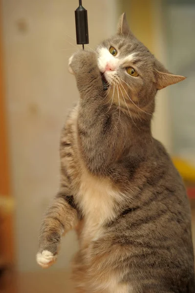 Grigio Bianco Carino Giocoso Gatto Giocare Vicino — Foto Stock