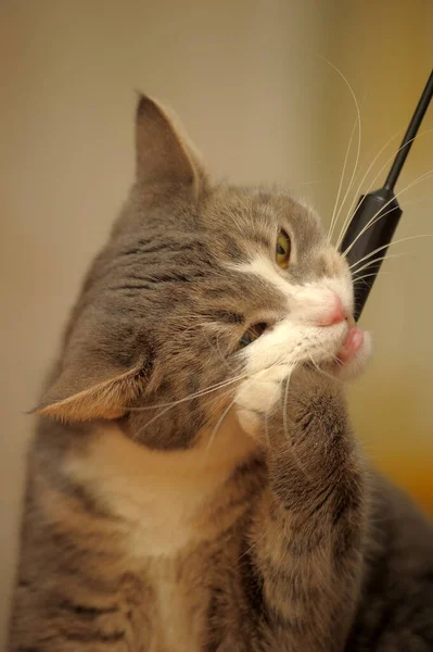 Grigio Bianco Carino Giocoso Gatto Giocare Vicino — Foto Stock