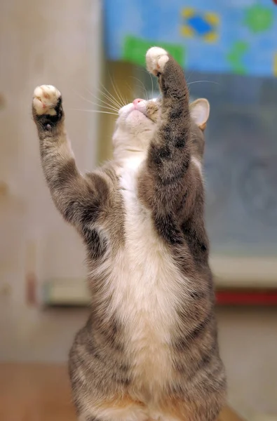 Gris Blanco Lindo Juguetón Gato Jugando Cerca — Foto de Stock