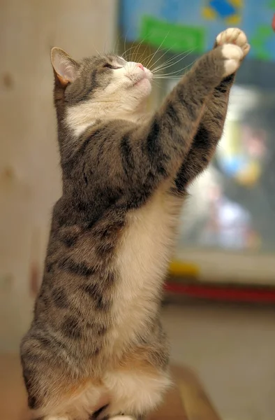 Gray White Cute Playful Cat Playing Close — Stock Photo, Image