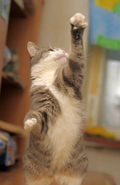 Gris Blanco Lindo Juguetón Gato Jugando Cerca — Foto de Stock