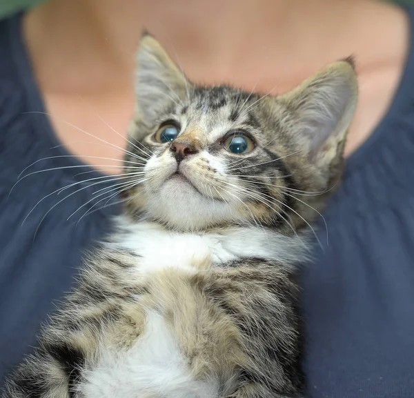 Tabby Con Bianco Carino Gattino Tra Braccia Vicino — Foto Stock