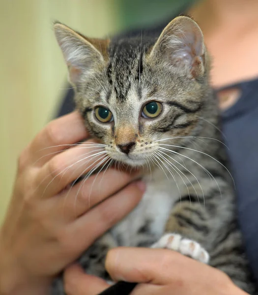 Tabby Con Blanco Lindo Gatito Sus Brazos Cerca — Foto de Stock