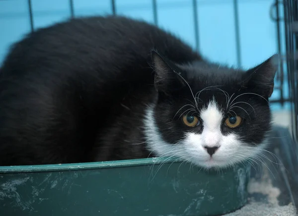 Junge Katze Mit Verängstigten Augen Käfig Tierheim — Stockfoto