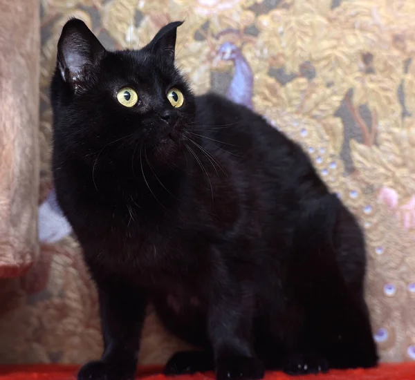 Gato Negro Con Una Mirada Atenta Ojos Amarillos — Foto de Stock