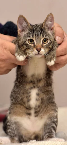 Hnědý Tabby Bílou Mladý Roztomilý Evropský Krátkosrstý Kočka — Stock fotografie