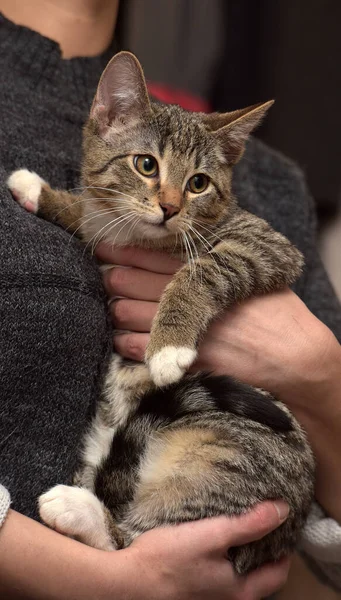 Marrón Tabby Con Blanco Joven Lindo Europeo Taquigrafía Gato — Foto de Stock