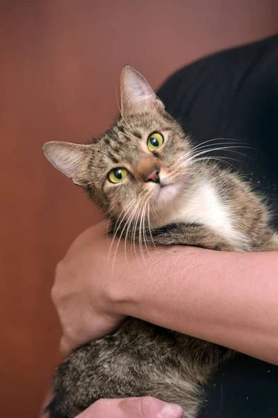 Brown Tabby White Young Cute Kucing Pendek Eropa — Stok Foto