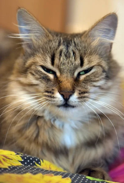 Adult Fluffy Norwegian Forest Brown Cat Portrait — Stock Photo, Image