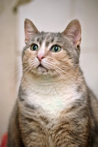 회색과 어우러진 귀여운 고양이 삼엽충 — 스톡 사진