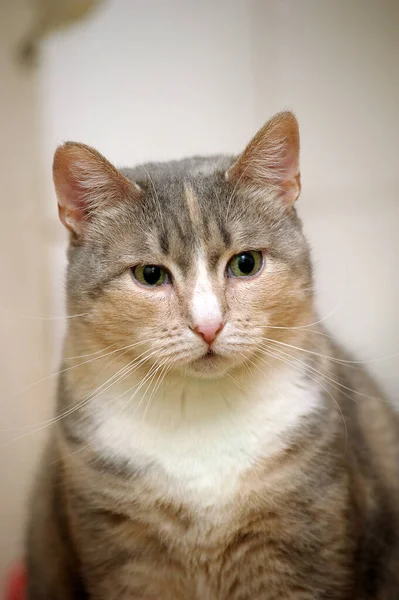 Adulto Bonito Gordo Tricolor Gato Branco Com Cinza Vermelho — Fotografia de Stock