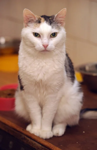 Adulto Bonito Gordo Tricolor Gato Branco Com Cinza Vermelho — Fotografia de Stock